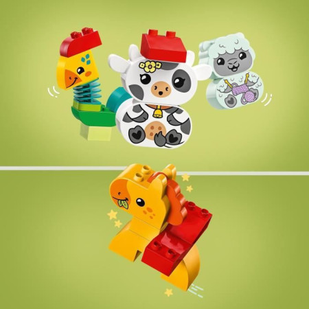  Animaux C