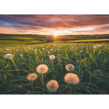 Puzzle 500 pieces Pissenlits au crépuscule
