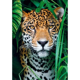 Puzzle 500 pieces + poster...